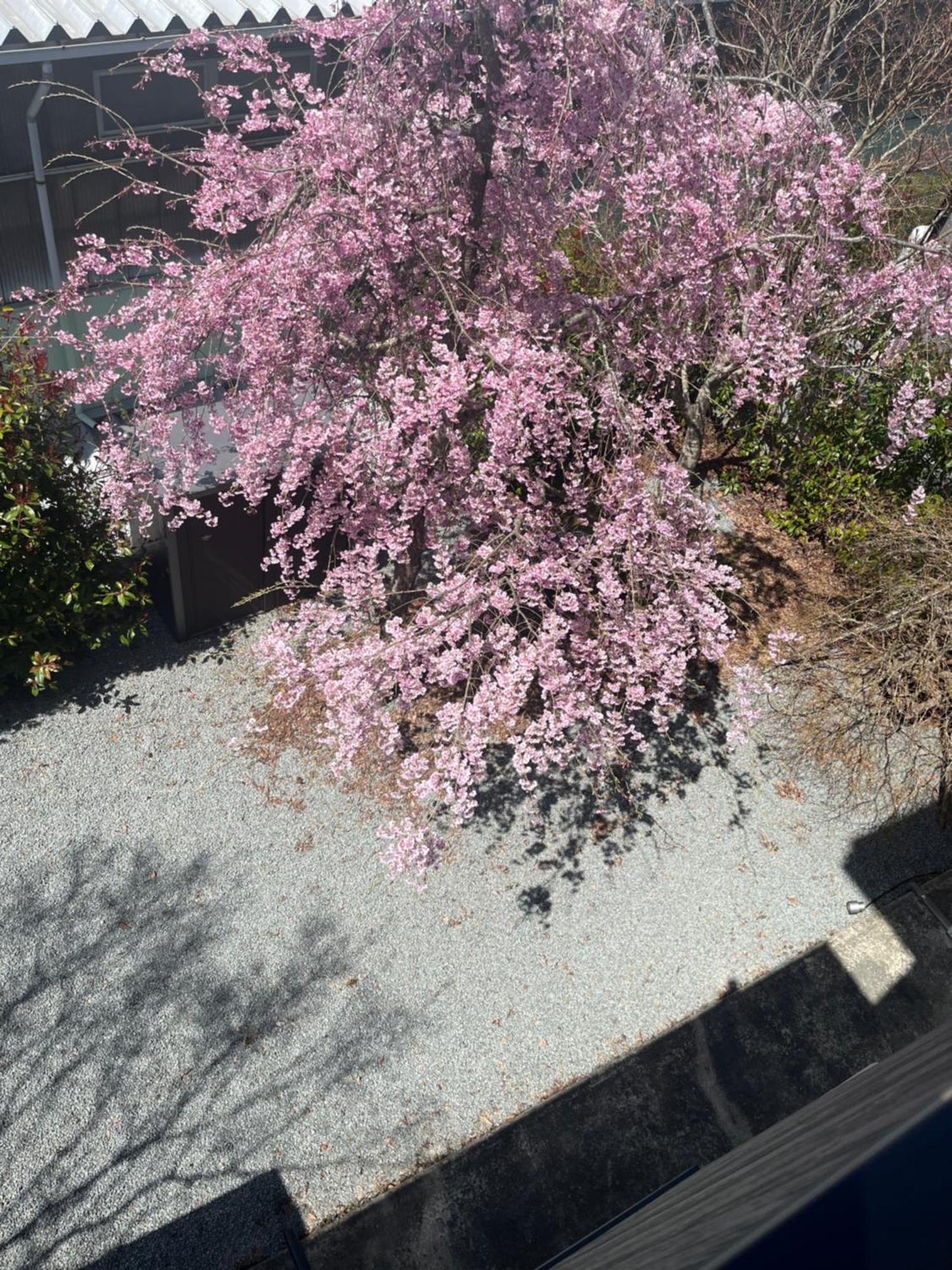 פוג'יושידה Sweet Villa Takasama מראה חיצוני תמונה